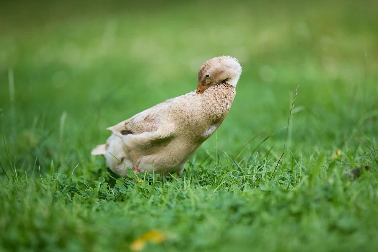 Beige Polyester Boot