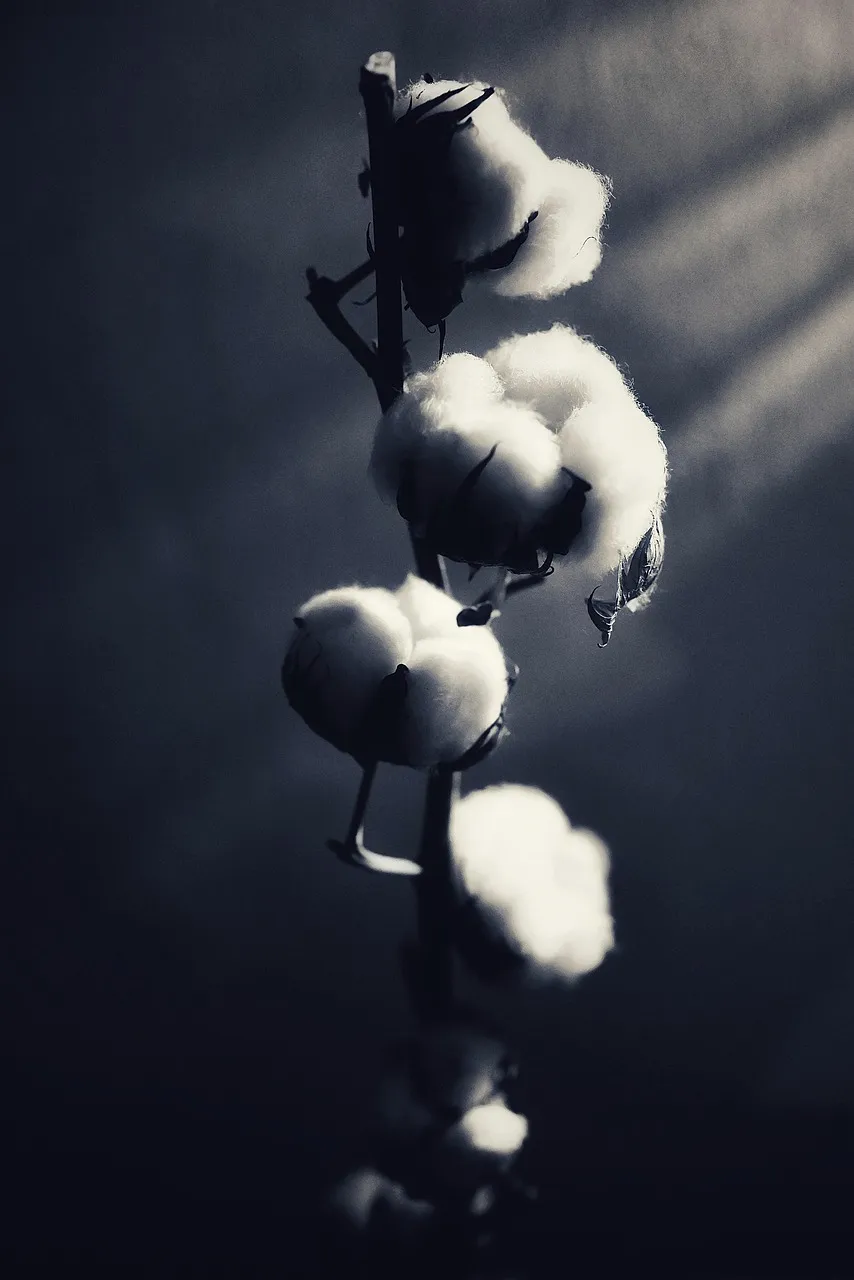 White Cotton Shirt