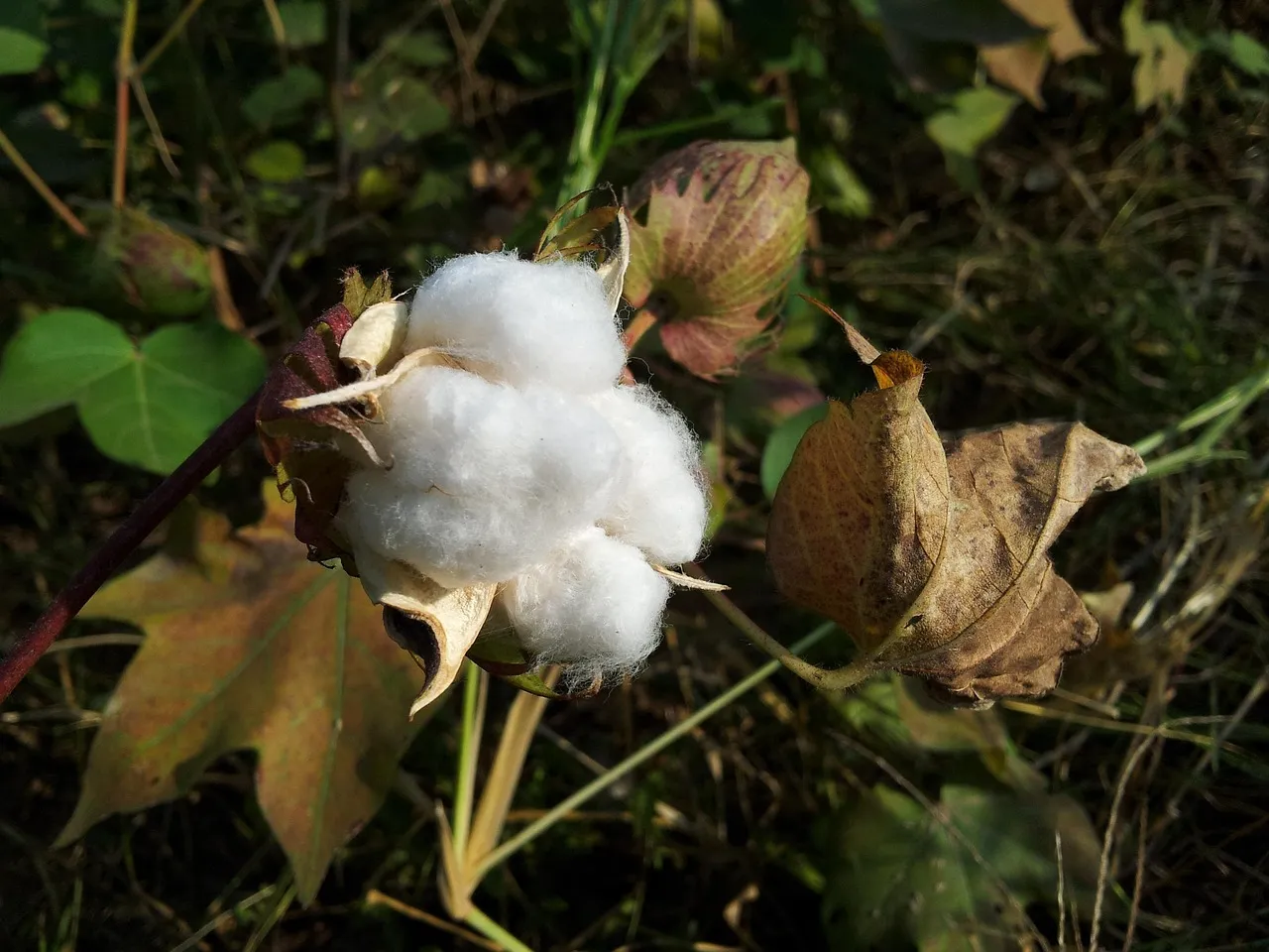 White Cotton Shirt