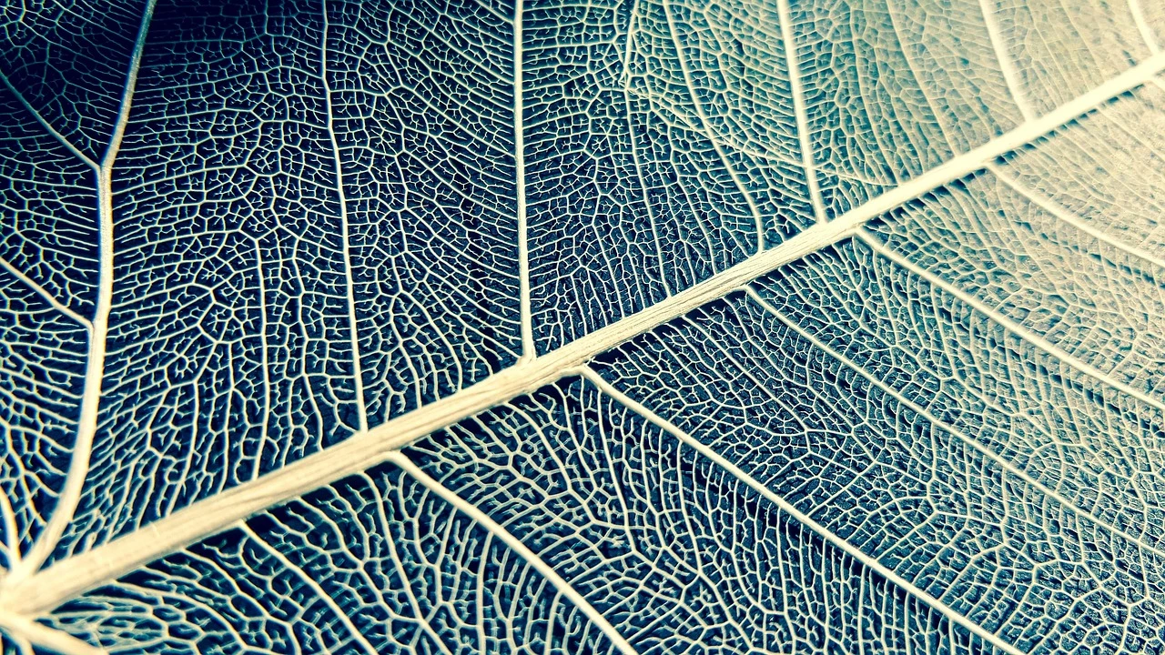 Blue Cotton undefined
