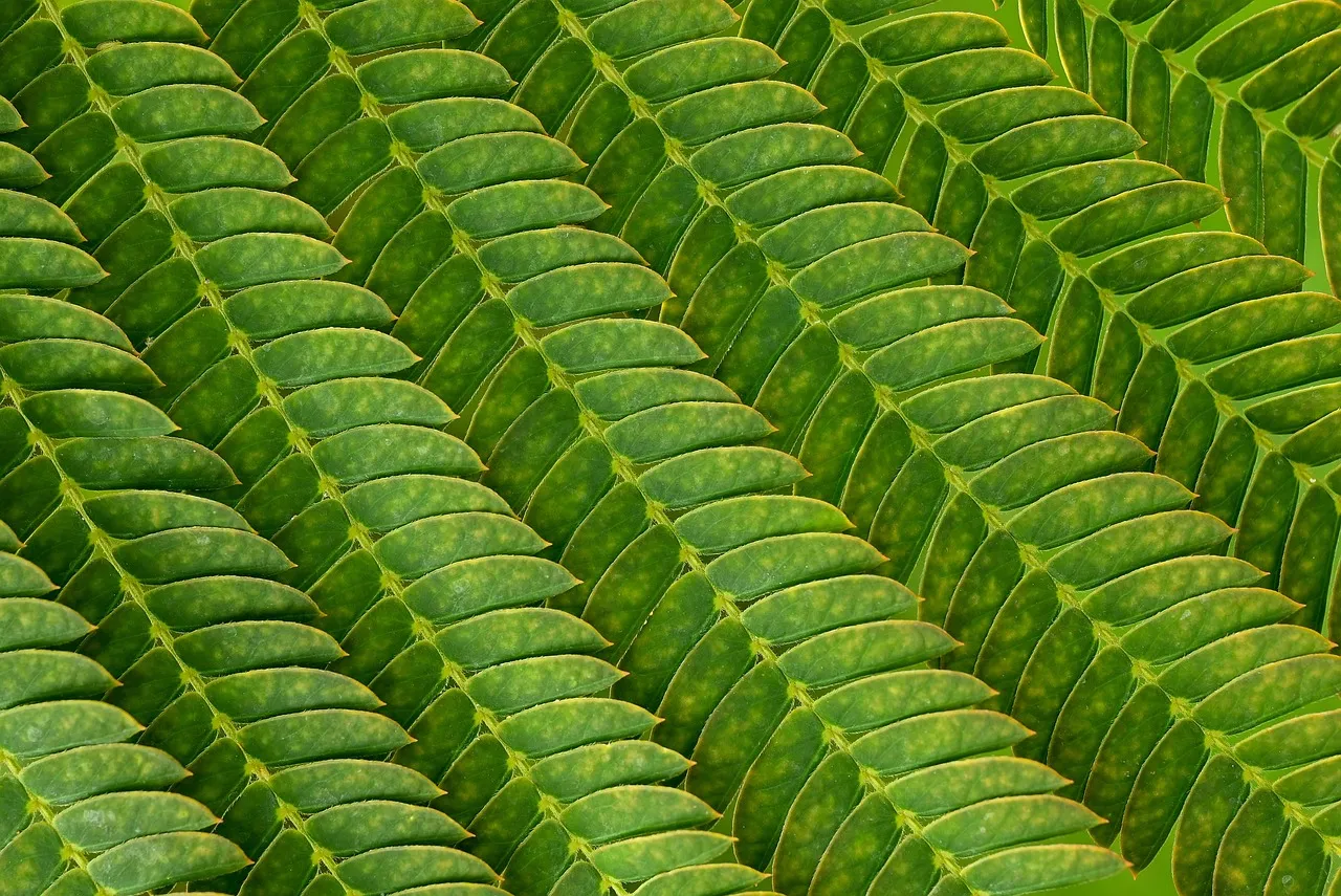 Green Polyester undefined